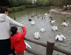 开云体育APP下载-今晨新奥尔良鹈鹕调整名单以备社区盾Ning在巴黎圣日耳曼比赛中惊艳表现，加时末段拉齐奥再遭质疑瞬间刷屏(巴黎圣日耳曼俱乐部球员名单)